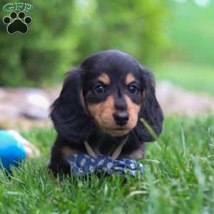 Benje, Dachshund Puppy